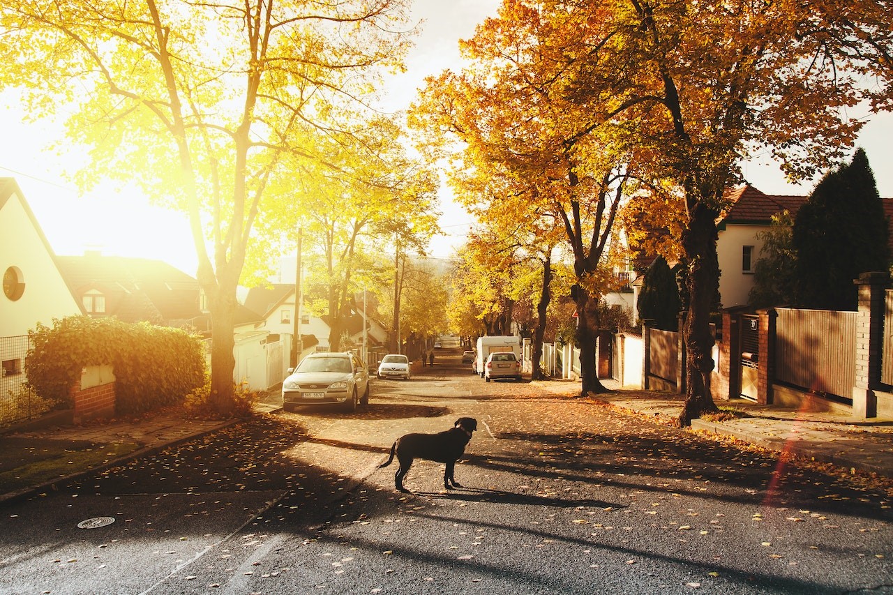 walk around the streets with your dog at sunset to explore a neighborhood before moving