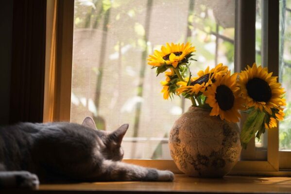A cat next to sunflowers in a vase