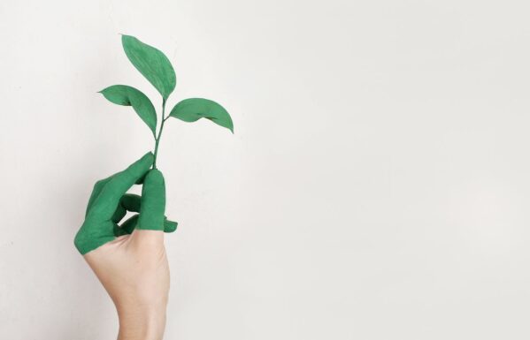 A person’s left hand holding a leaf plant.