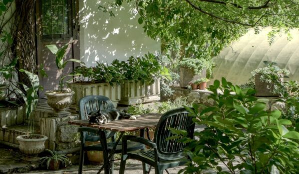 A cat sleeping on a table in a small front yard filled with greenery